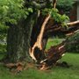 Brothers in Arms Tree Services
