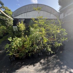 Caribbean Plants and Produce