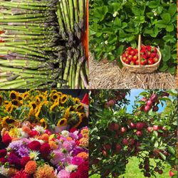 Andrews Farm Market & Winery