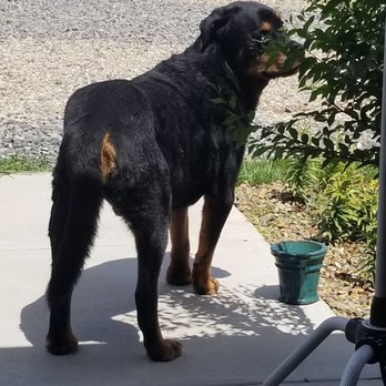 Guardian Rottweilers - Almost a week after this he died of cancer.. he always wanted to make me proud - Pet Stores Near Me - Bargersville, Indiana Guardian Rottweilers - Almost a week after this he died of cancer.. he always wanted to make me proud - Pet Stores Near Me - Bargersville, Indiana