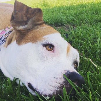 A-Team Dog Training - Dawit took this picture of Buttercup. He knows how to find the beauty in all dogs. - Pet Training Near Me