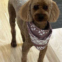 Dog Dog