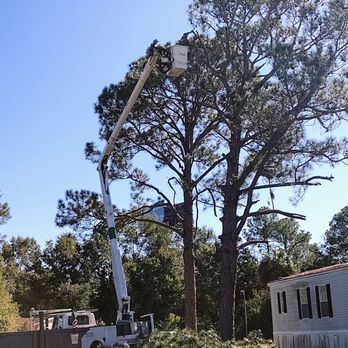 Climbing High Tree Specialists - Tree Services Near Me - Biloxi, Mississippi