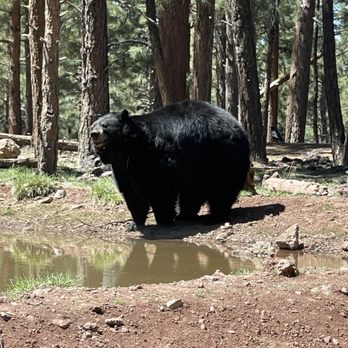 Bearizona - Zoos Near Me - Williams, Arizona