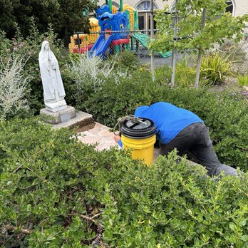 Bee Free - Dan assessing the situation. - Pest Control Near Me