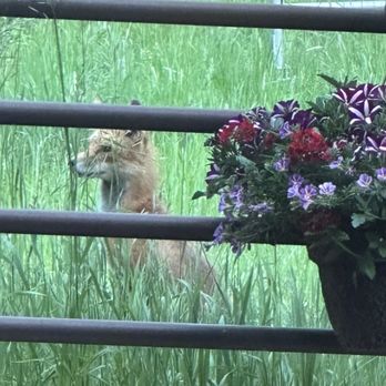 The Cabin Bar & Grill - Fox on hillside - American Near Me - Big Sky, Montana
