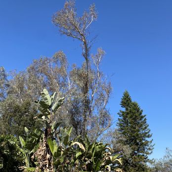 Phillip's Tree Service - Tree Services Near Me - Vista, California Phillip's Tree Service - Tree Services Near Me - Vista, California