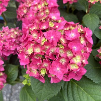 Burton Farms General Store - Beautiful hydrangea - Farmers Market Near Me - Lincolnton, North Carolina