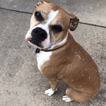 Westgate Veterinary Hospital - My sweet baby after just coming home from Spa Day. Silly girl! - Veterinarians Near Me - Denton, Texas Westgate Veterinary Hospital - My sweet baby after just coming home from Spa Day. Silly girl! - Veterinarians Near Me - Denton, Texas
