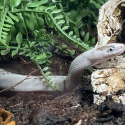 J&J Reptiles - A palmetto corn snake I got from them last year, growing well.