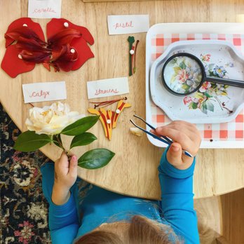 Wind Rose Montessori - Dissecting parts of the flower - Preschools Near Me - Seattle, Washington Wind Rose Montessori - Dissecting parts of the flower - Preschools Near Me - Seattle, Washington