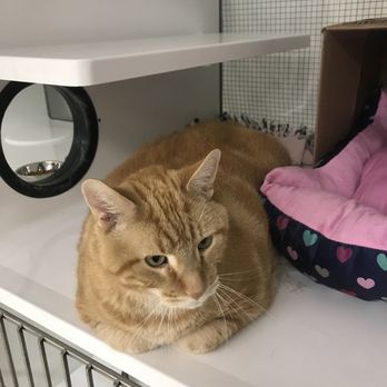Feline Rescue - Cat - Animal Shelters Near Me - Saint Paul, Minnesota Feline Rescue - Cat - Animal Shelters Near Me - Saint Paul, Minnesota