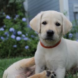 Redmark Kennels