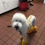 Photo of Smoochies Dog Spa