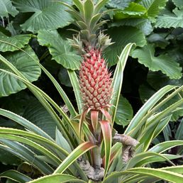 Pink Pineapple Pink Pineapple