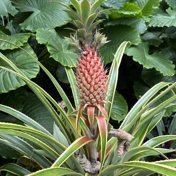 Valley Isle Excursions - Pink Pineapple - Historical Tours Near Me - Wailuku, Hawaii Valley Isle Excursions - Pink Pineapple - Historical Tours Near Me - Wailuku, Hawaii