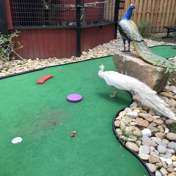 Tiger World - Playing through. - Zoos Near Me - Rockwell, North Carolina Tiger World - Playing through. - Zoos Near Me - Rockwell, North Carolina
