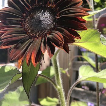 Casa de Esperanza - Sunflower - Guest Houses Near Me - Seattle, Washington Casa de Esperanza - Sunflower - Guest Houses Near Me - Seattle, Washington