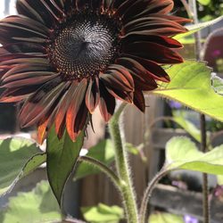 Casa de Esperanza - Sunflower