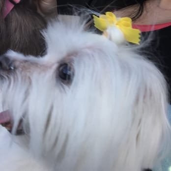 The Paw Depot - Maltese shaved nose - Pet Stores Near Me - Boca Raton, Florida