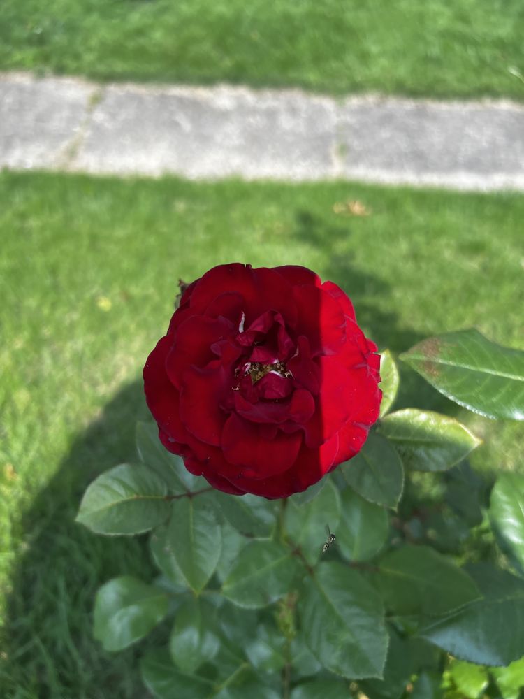 On A Limb - tree service in Huntington, WV