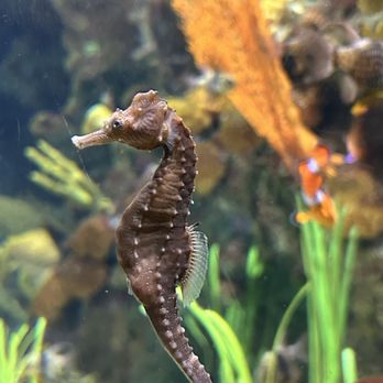 Shedd Aquarium - Seahorse and Nemo :) - Aquariums Near Me - Chicago, Illinois
