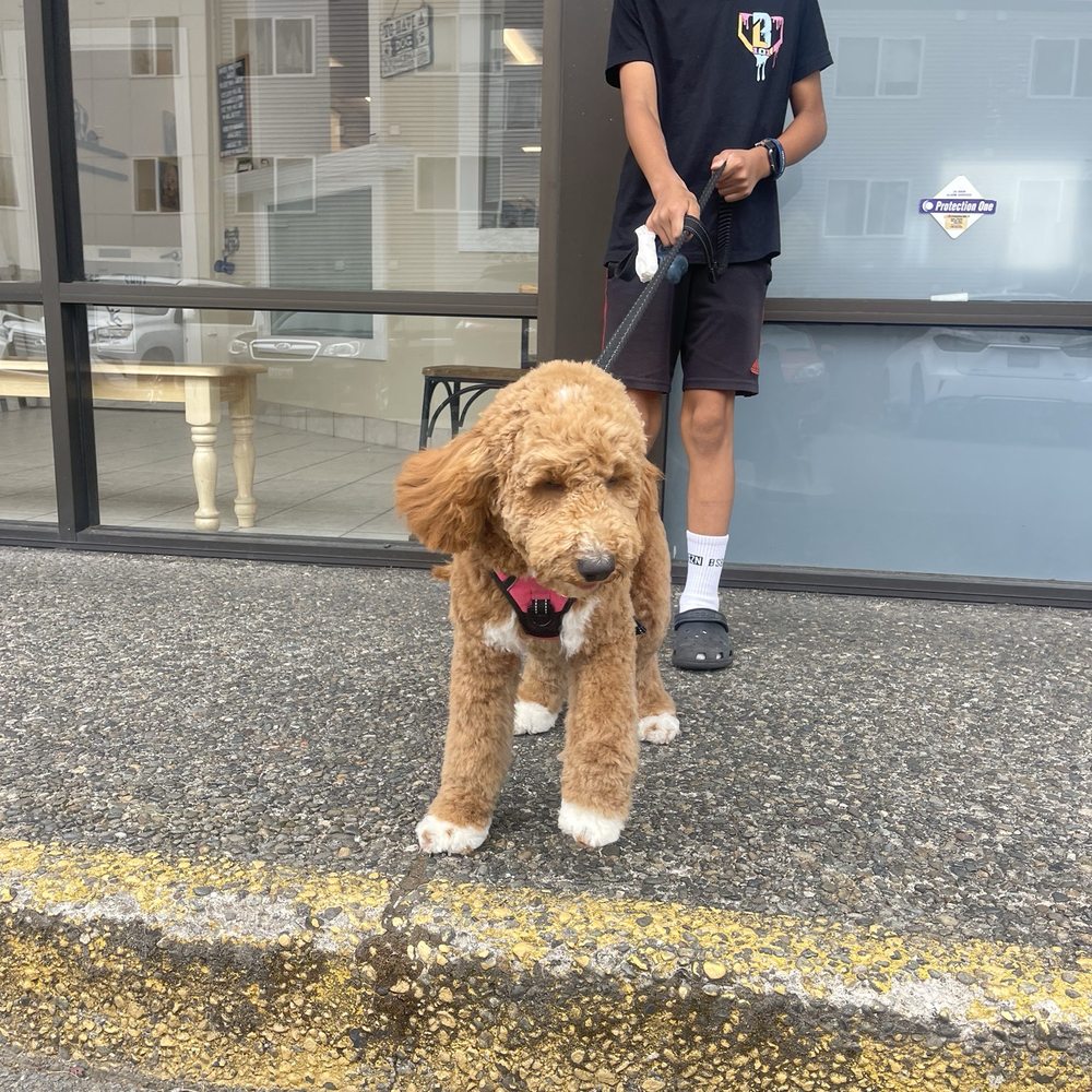 A Pet Parlor - Pet Groomers Near Me - Lynnwood, Washington A Pet Parlor - Pet Groomers Near Me - Lynnwood, Washington