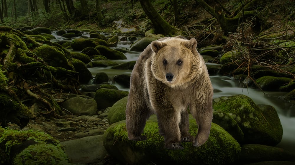 Zander Michael J Taxidermy - taxidermy in Green Lane, PA