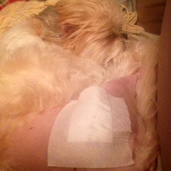 Petco - Joey after FHO hip surgery after getting seriously injured while groomed at Petco. - Pet Stores Near Me - Novato, California Petco - Joey after FHO hip surgery after getting seriously injured while groomed at Petco. - Pet Stores Near Me - Novato, California