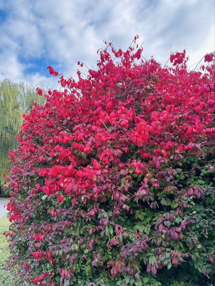 Hagerstown City Park Logo