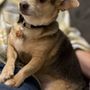 Photo of Wiggly Tails Dog Rescue