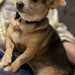 Wiggly Tails Dog Rescue