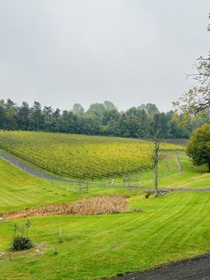 Casanel Vineyards & Winery by null