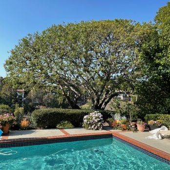 Phil's Arbor Care - Need prune done right? Call us... Tree work in Rolling Hills Estates. - Tree Services Near Me