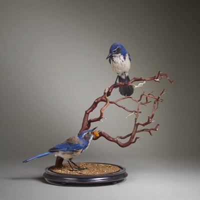 Prey Taxidermy by null