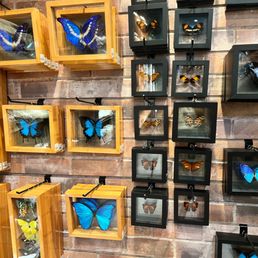 Arrangement of butterfly specimens in shadow boxes, with some in wooden frames and others in black frames, mounted on a brick wall. The display includes butterflies of different sizes and colors, organized in a grid pattern, with some boxes containing single specimens and others multiple. The setting appears to be a retail or display area for natural history collectibles.