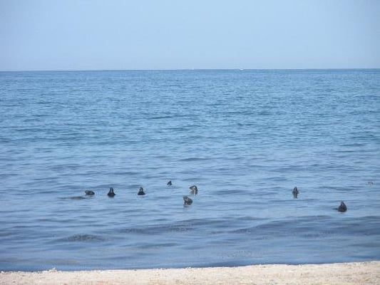 Coast Guard Beach by null