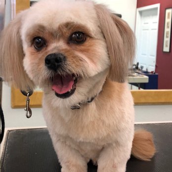 Shear Art Pet Salon - After! Lucy doesn't pose for pictures much, but for Caroline she will. - Pet Groomers Near Me - Cathedral City, California Shear Art Pet Salon - After! Lucy doesn't pose for pictures much, but for Caroline she will. - Pet Groomers Near Me - Cathedral City, California