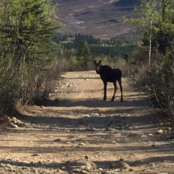 Black Diamond Resort - Moose on the trail - Resorts Near Me - Healy, Alaska