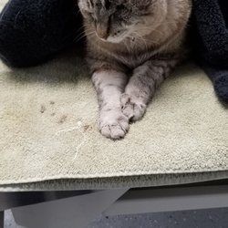 best mobile vet near me