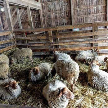 Stratford Ecological Center - Sweet sheep - Farms Near Me - Delaware, Ohio Stratford Ecological Center - Sweet sheep - Farms Near Me - Delaware, Ohio