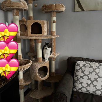 petsmart cat trees in store