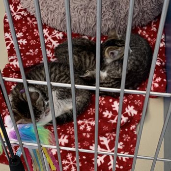 Helping Hands Humane Society - Animal Shelters Near Me - Topeka, Kansas Helping Hands Humane Society - Animal Shelters Near Me - Topeka, Kansas