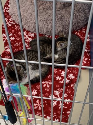 HELPING HANDS HUMANE SOCIETY - Updated January 2026 - 24 Photos & 30