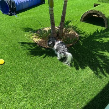 Good Times Dog Bar - exploring the small doggie area. - Beer Bar Near Me - Flagler Beach, Florida