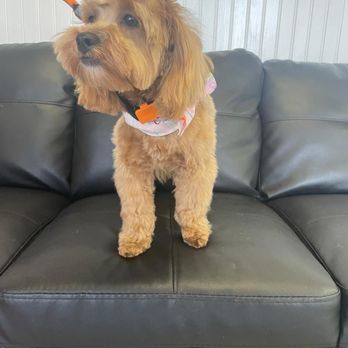 Bark and Purr - After! My cutie after hours of dematting . They were kind and gentle and we will definitely be back! What a transformation! - Pet Groomers Near Me - Allen, Texas Bark and Purr - After! My cutie after hours of dematting . They were kind and gentle and we will definitely be back! What a transformation! - Pet Groomers Near Me - Allen, Texas