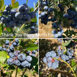 Thank You Berry Much Farms - It's a great time to pick, lots of full clusters of delicious blueberries .