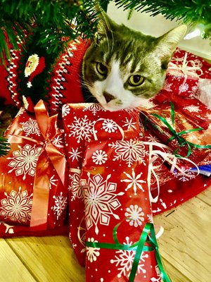 PAWS Chicago by null