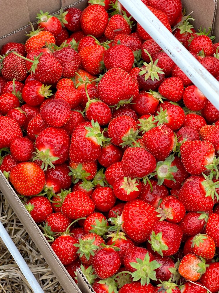 Lorence's Strawberries Logo