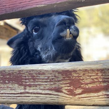Oak Tree Mountain - Beautiful llama - Amusement Parks Near Me - Oak Glen, California Oak Tree Mountain - Beautiful llama - Amusement Parks Near Me - Oak Glen, California
